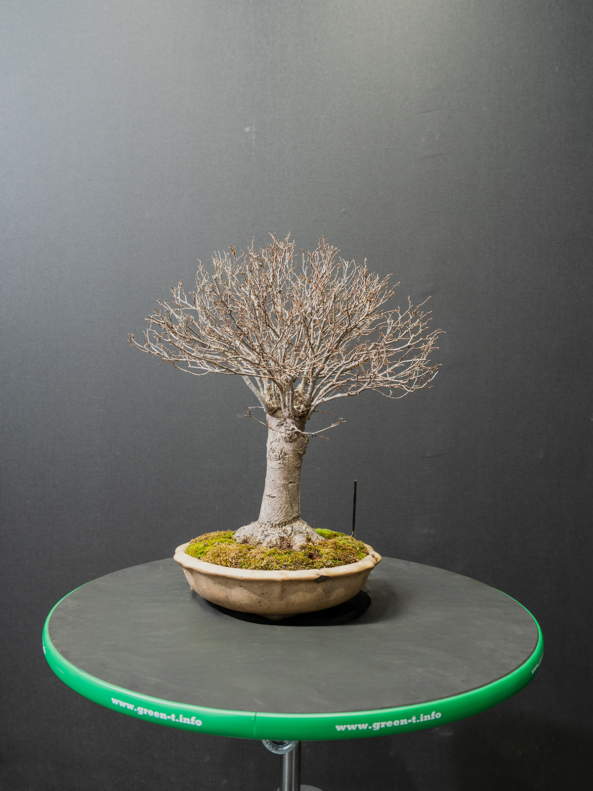 欅(小） - 画像 (4)