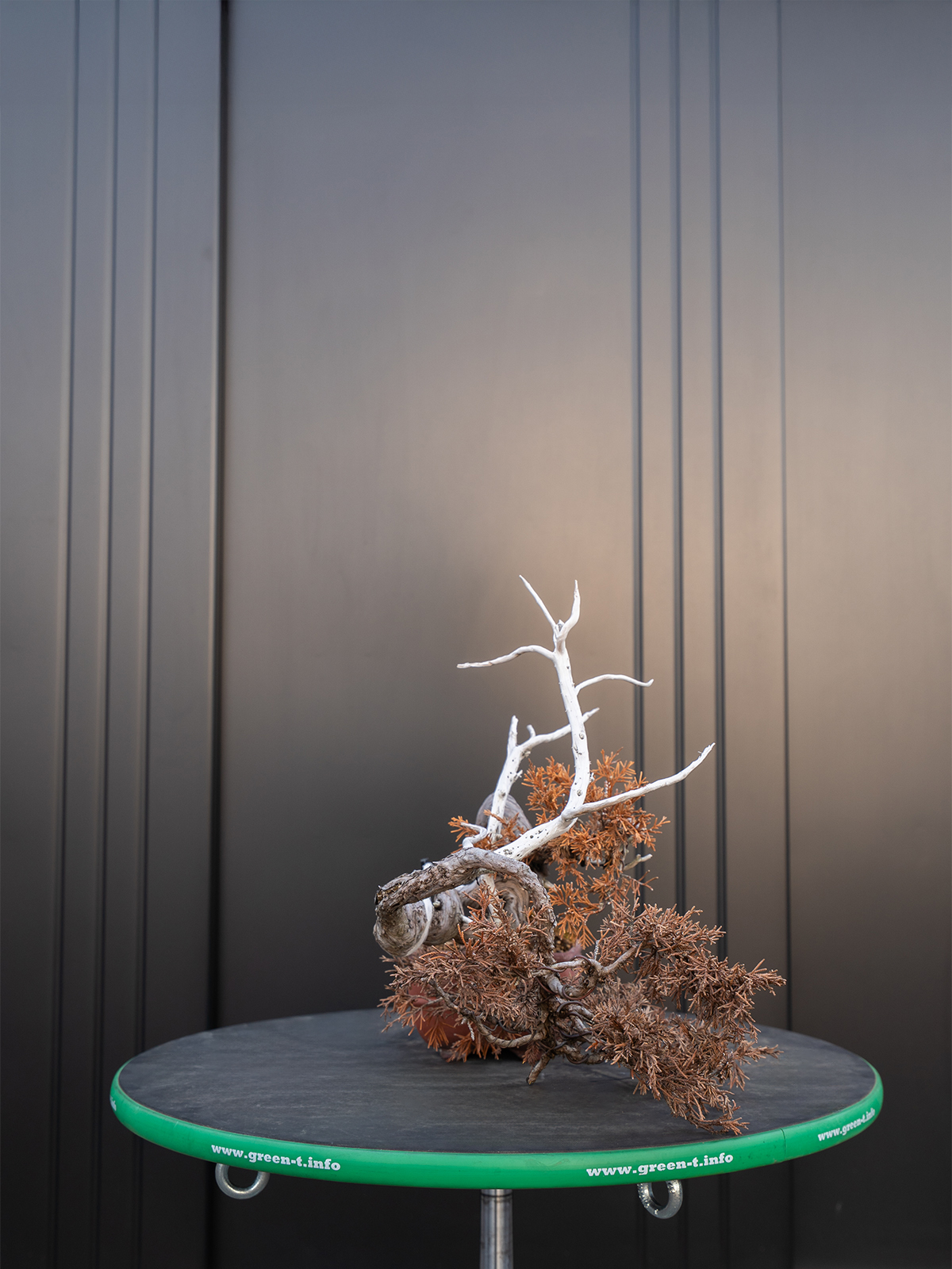 真柏(小) - 画像 (2)