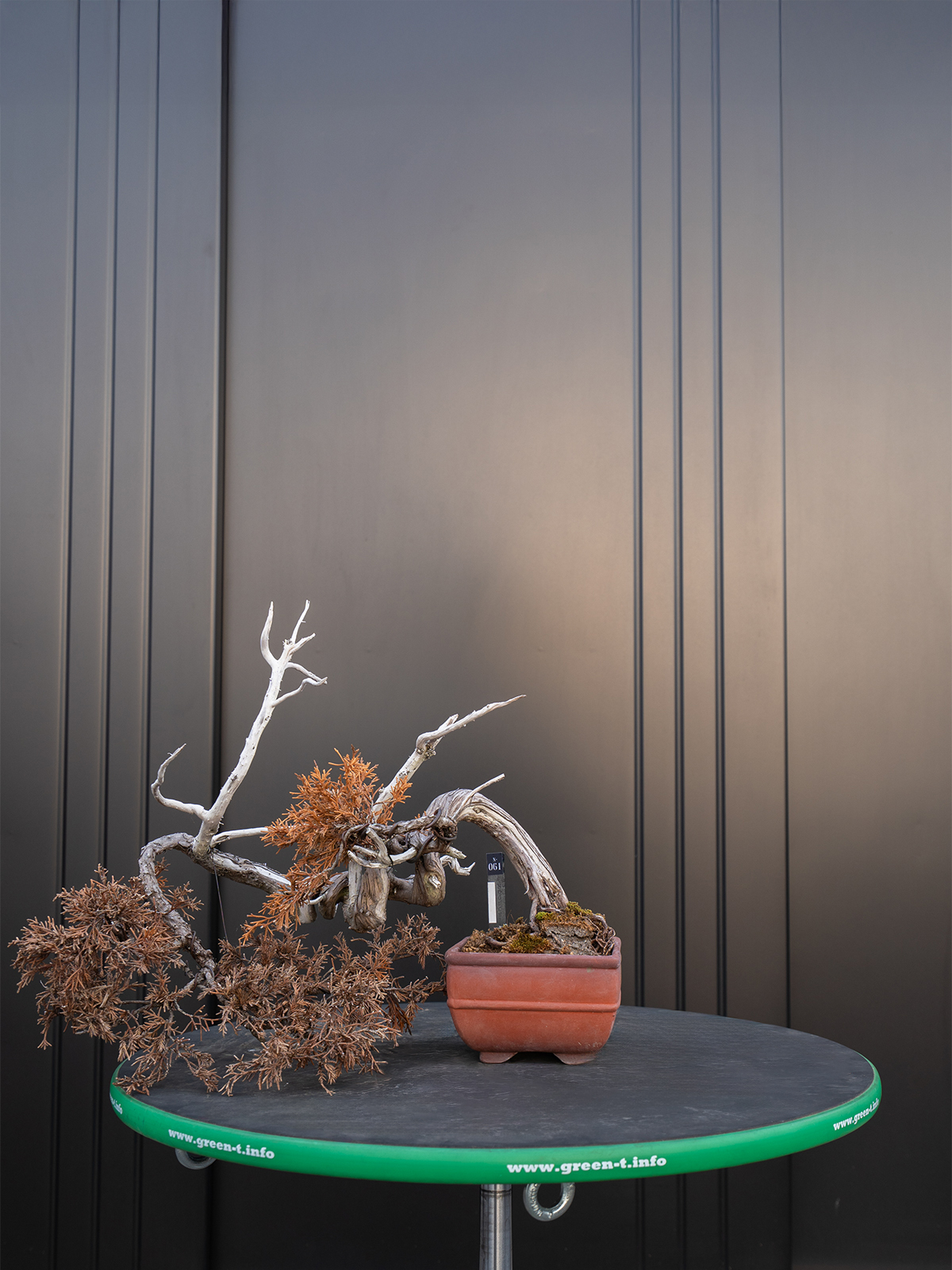 真柏(小) - 画像 (3)