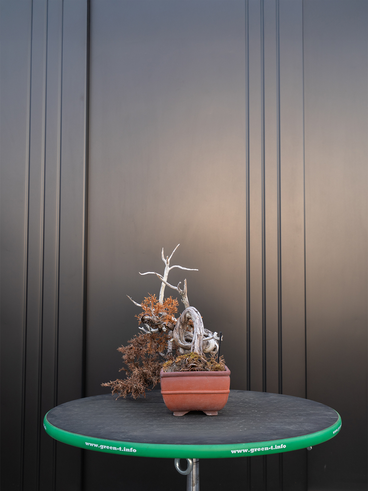 真柏(小) - 画像 (4)