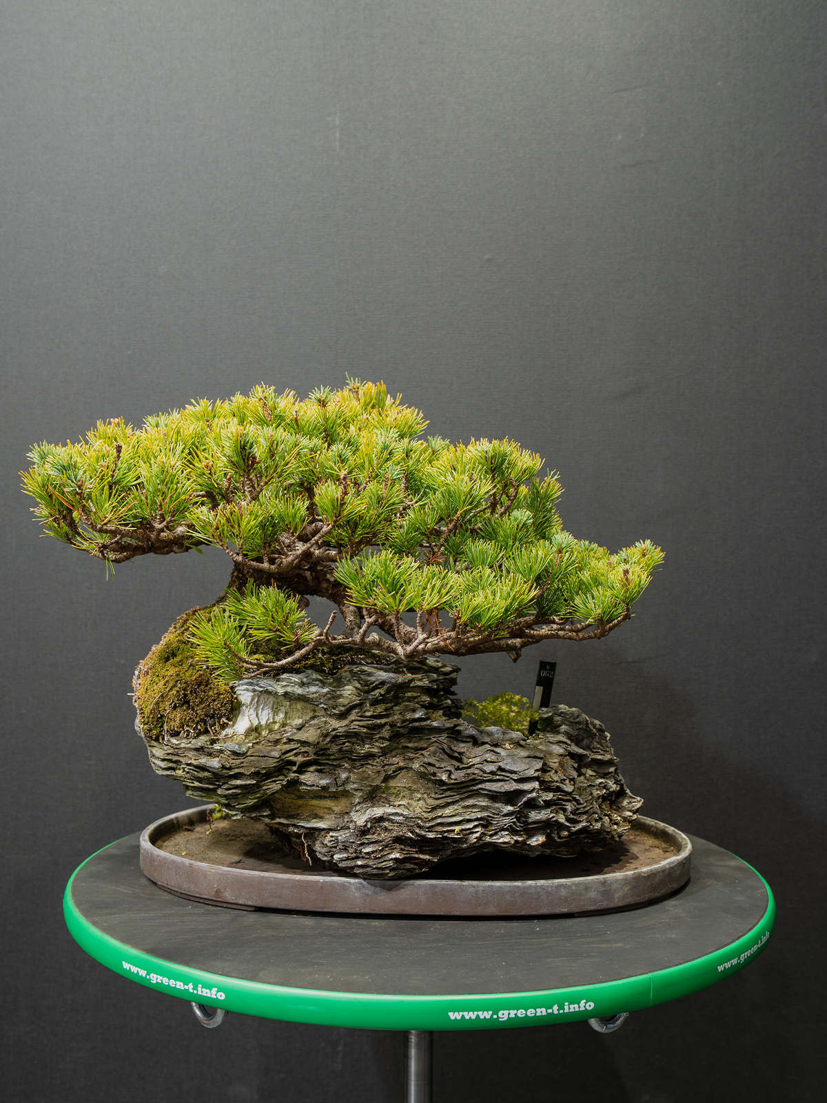 五葉松(中) - 画像 (3)