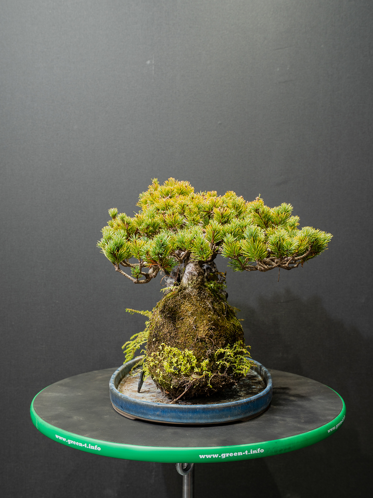 五葉松(中) - 画像 (2)