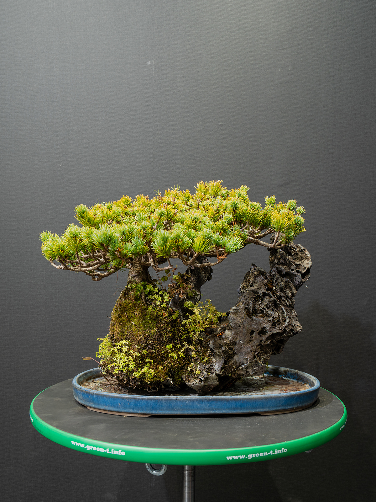 五葉松(中) - 画像 (3)