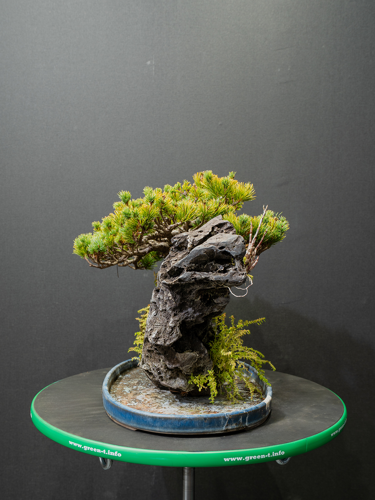 五葉松(中) - 画像 (4)