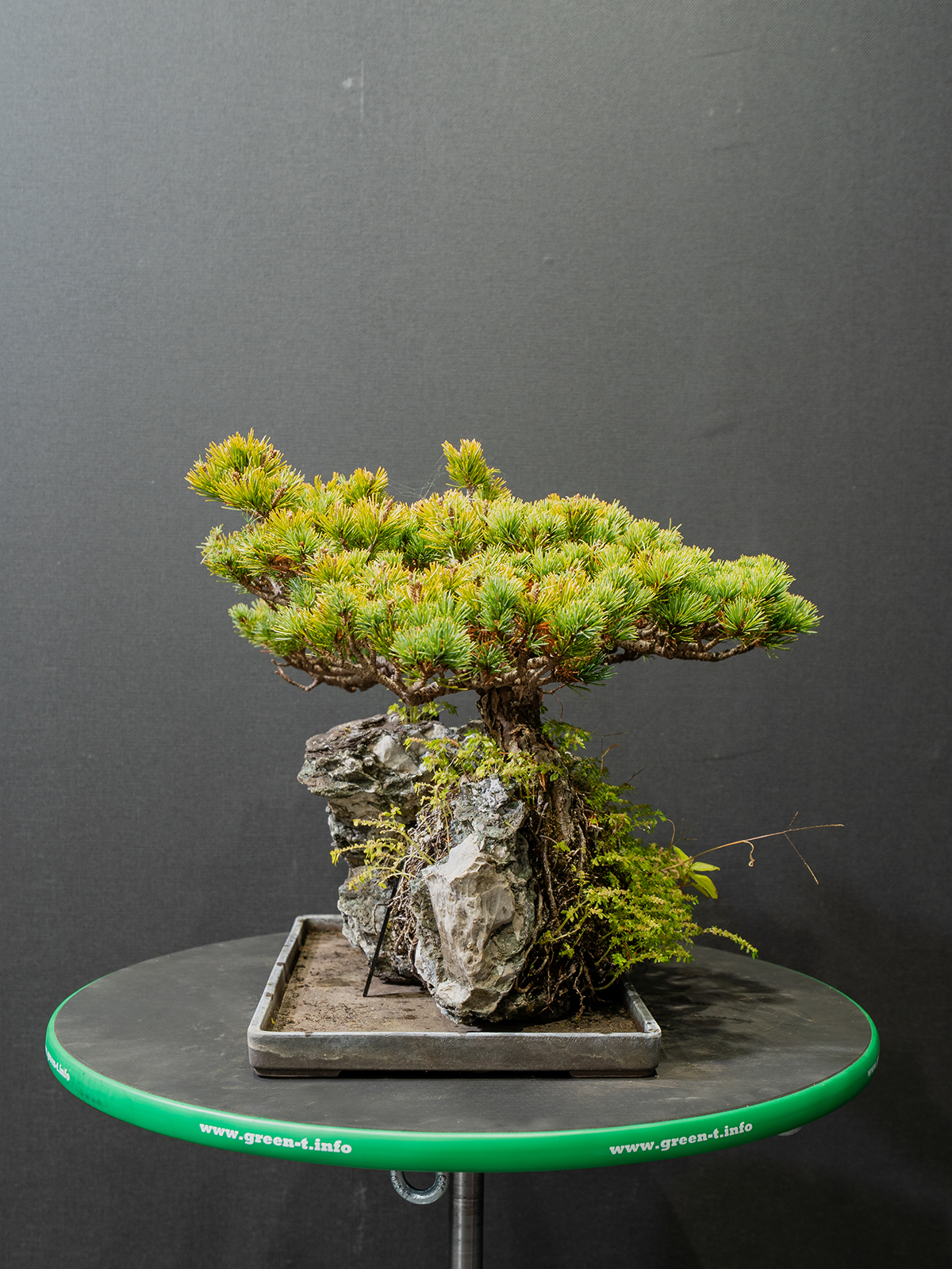 五葉松(中) - 画像 (2)