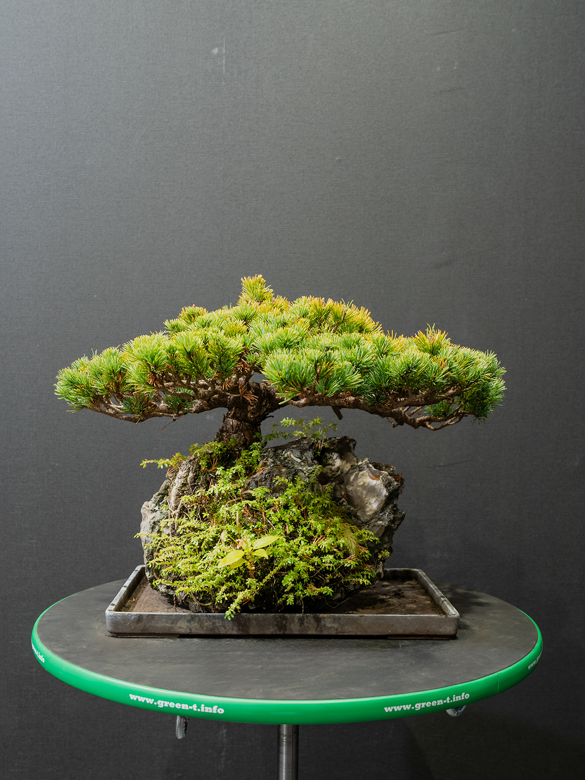 五葉松(中) - 画像 (3)