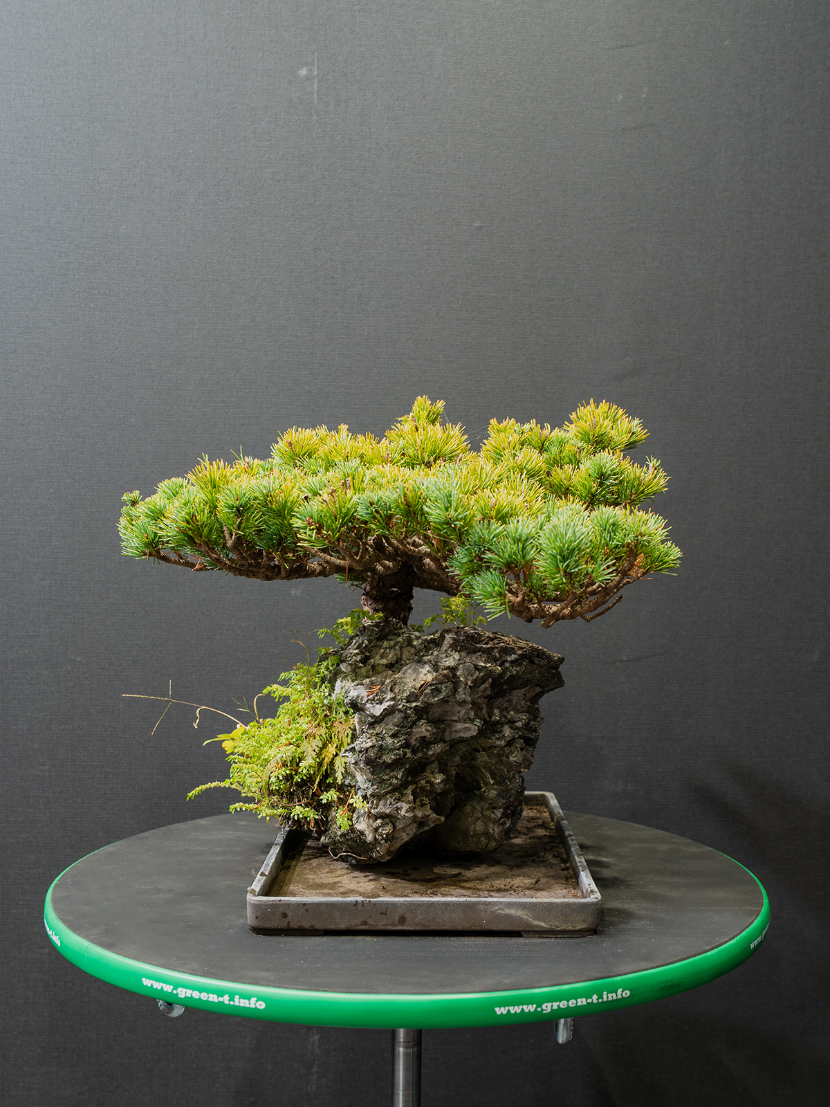 五葉松(中) - 画像 (4)