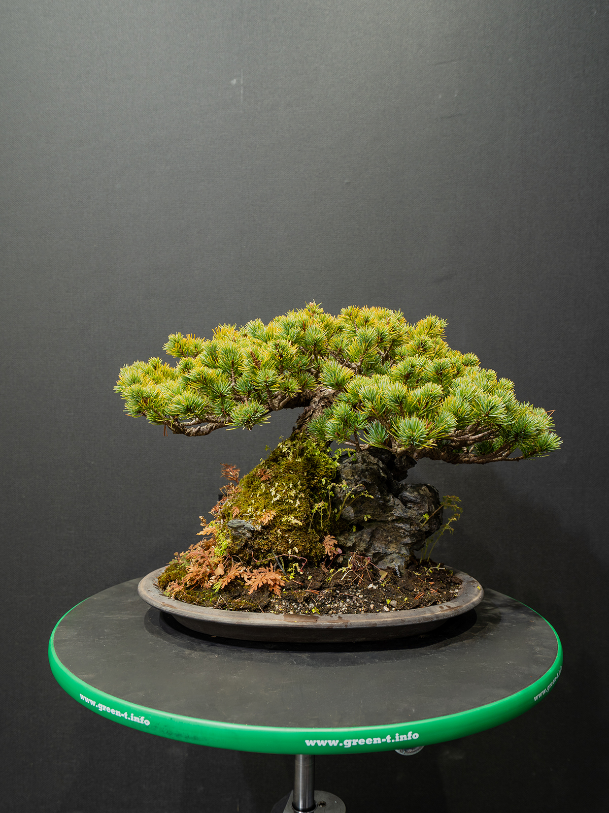 五葉松(中) - 画像 (3)