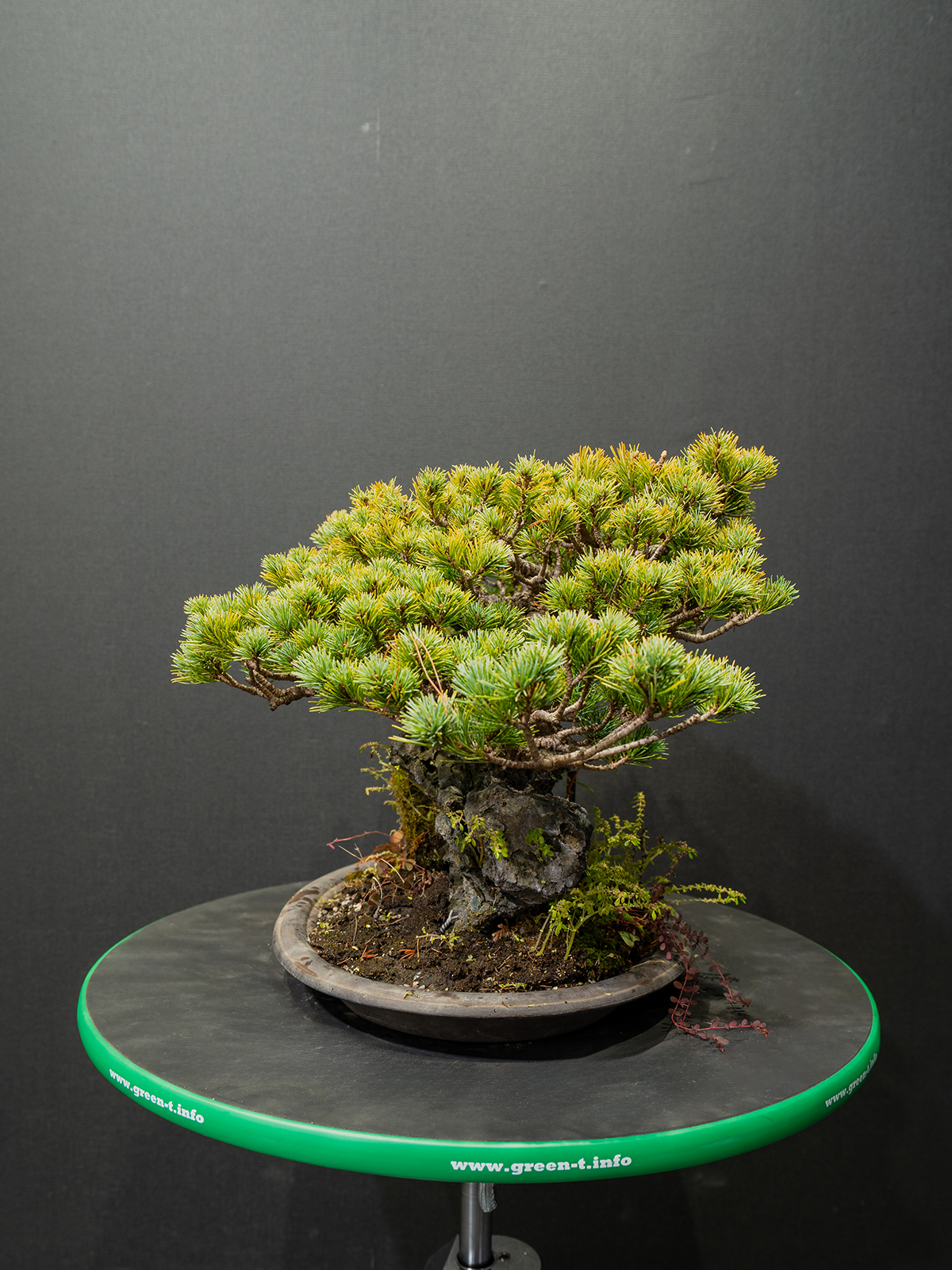 五葉松(中) - 画像 (4)