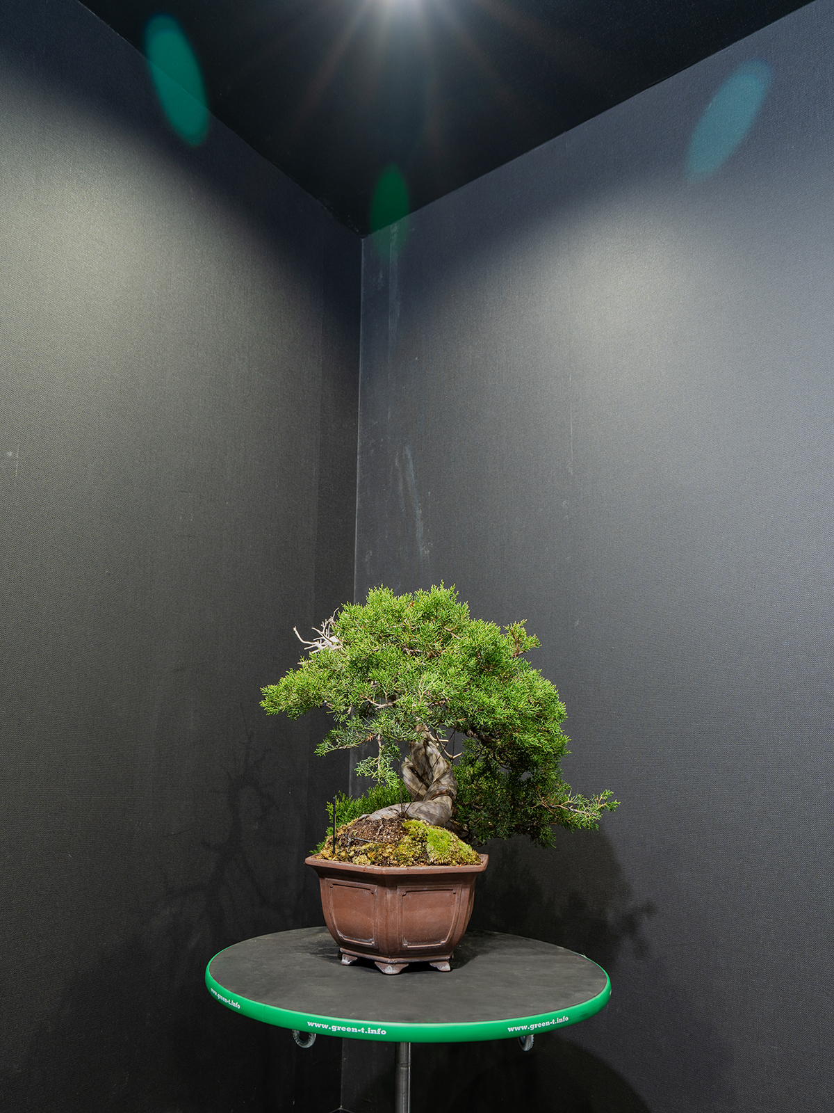 真柏(中) - 画像 (2)