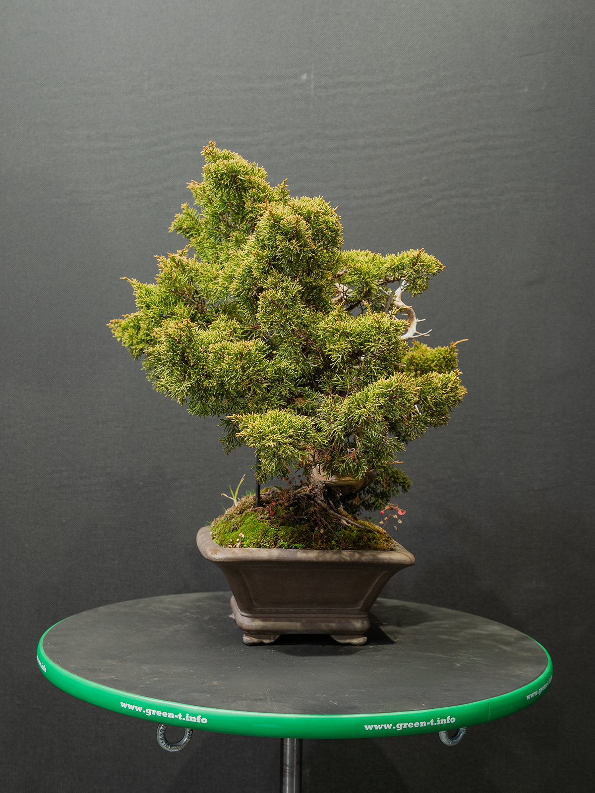 真柏(中) - 画像 (2)