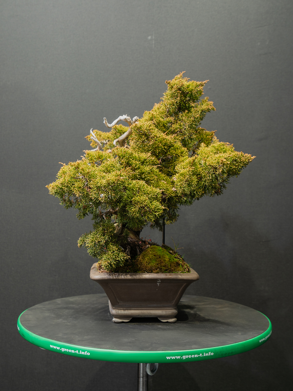 真柏(中) - 画像 (4)