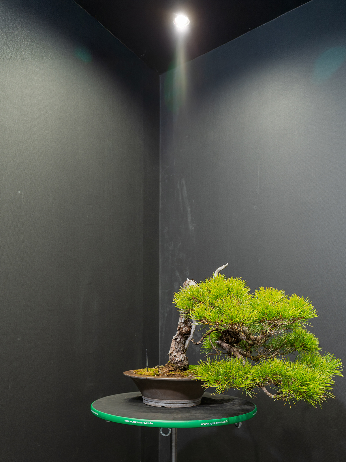 赤松(中) - 画像 (2)