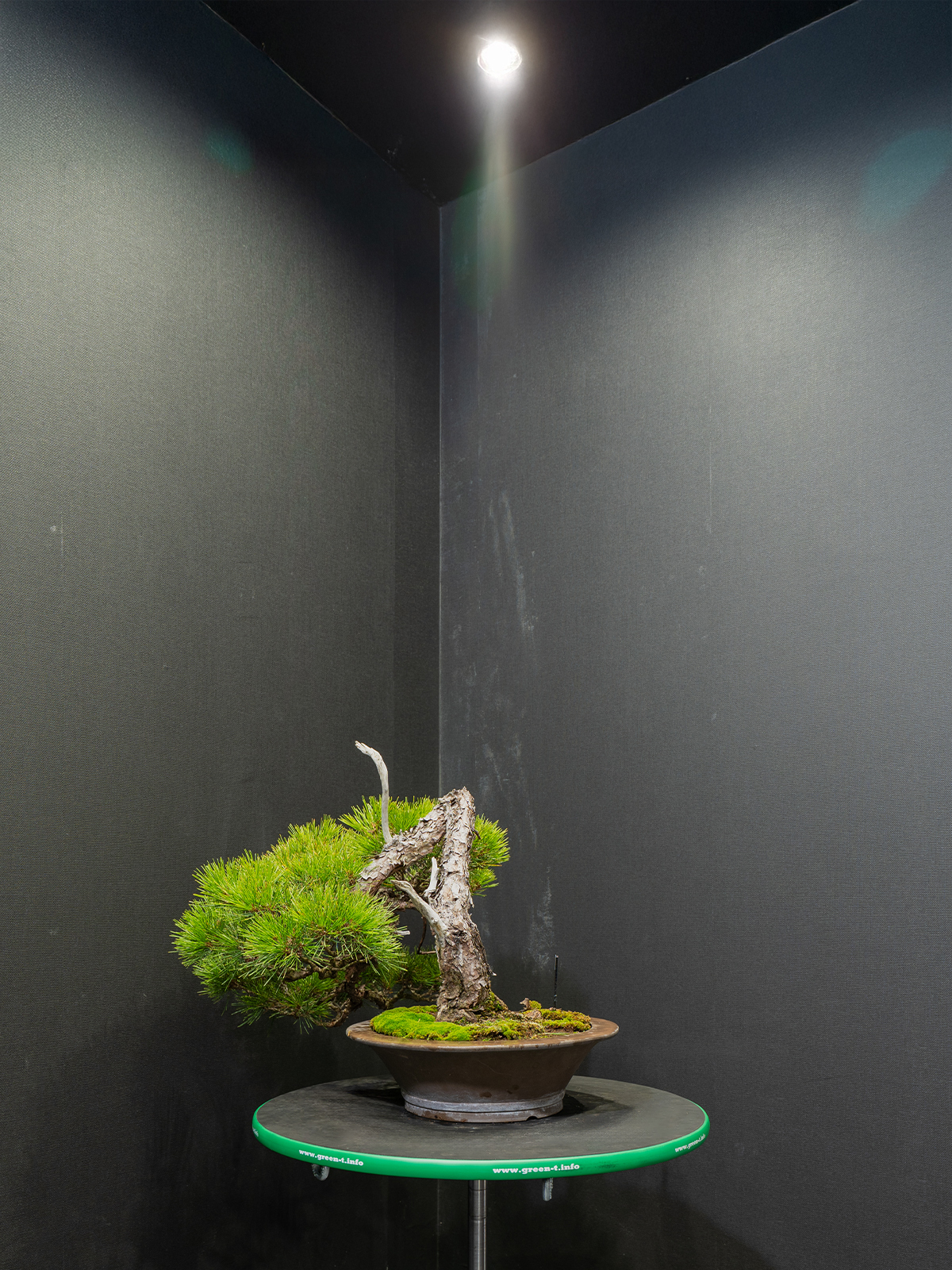 赤松(中) - 画像 (4)