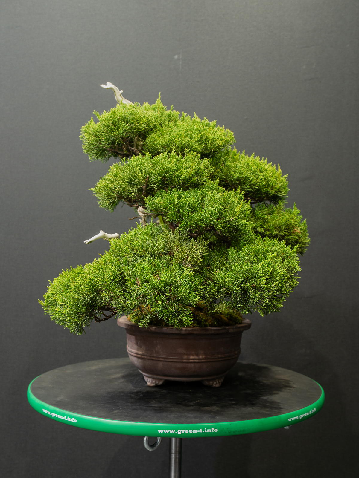 真柏(中) - 画像 (2)