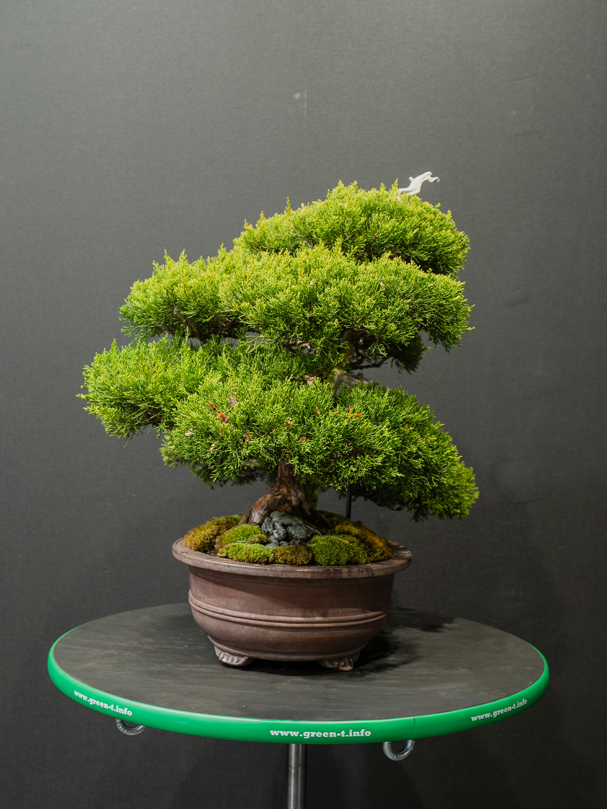 真柏(中) - 画像 (4)