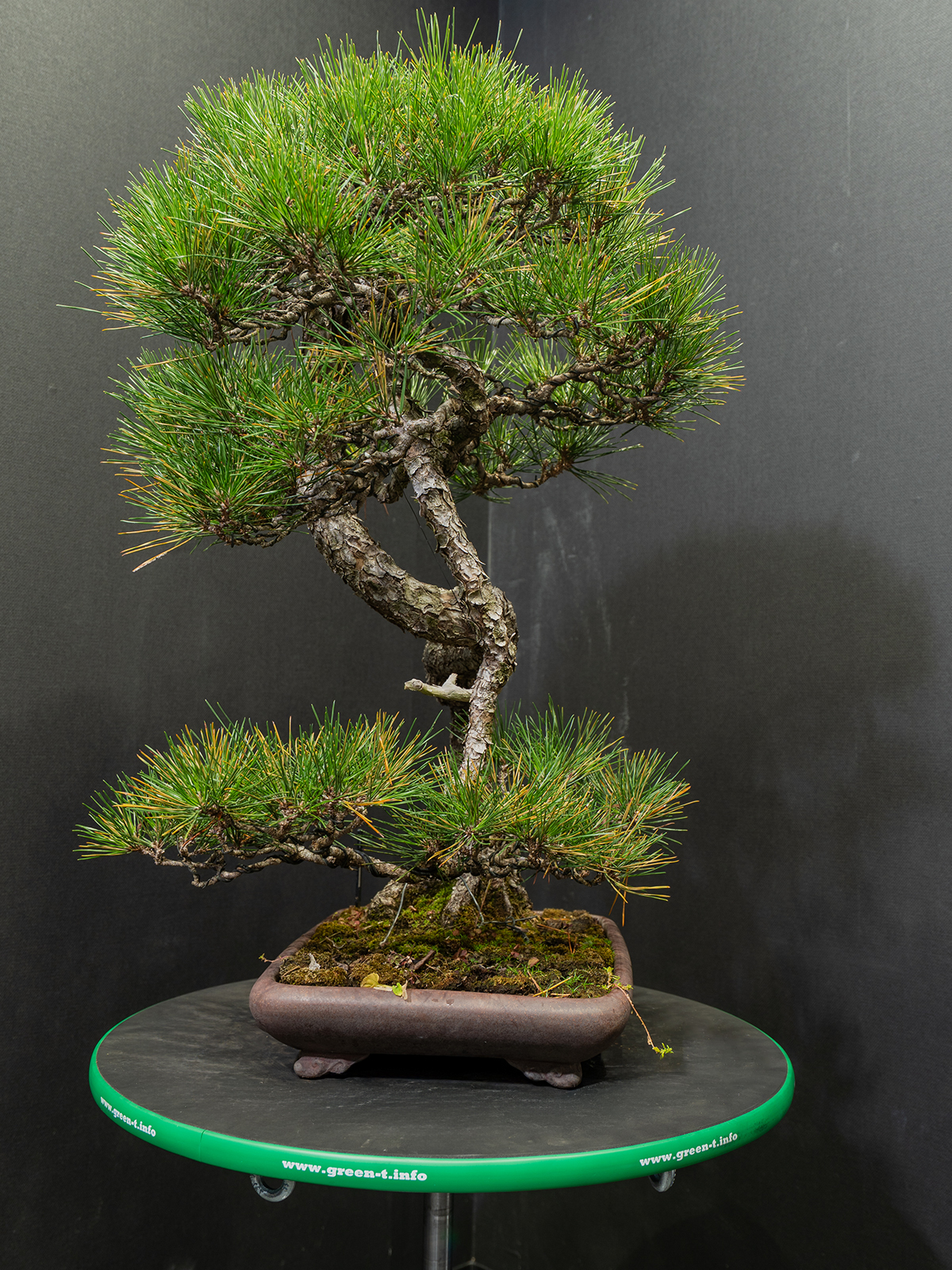 黒松(中) - 画像 (2)