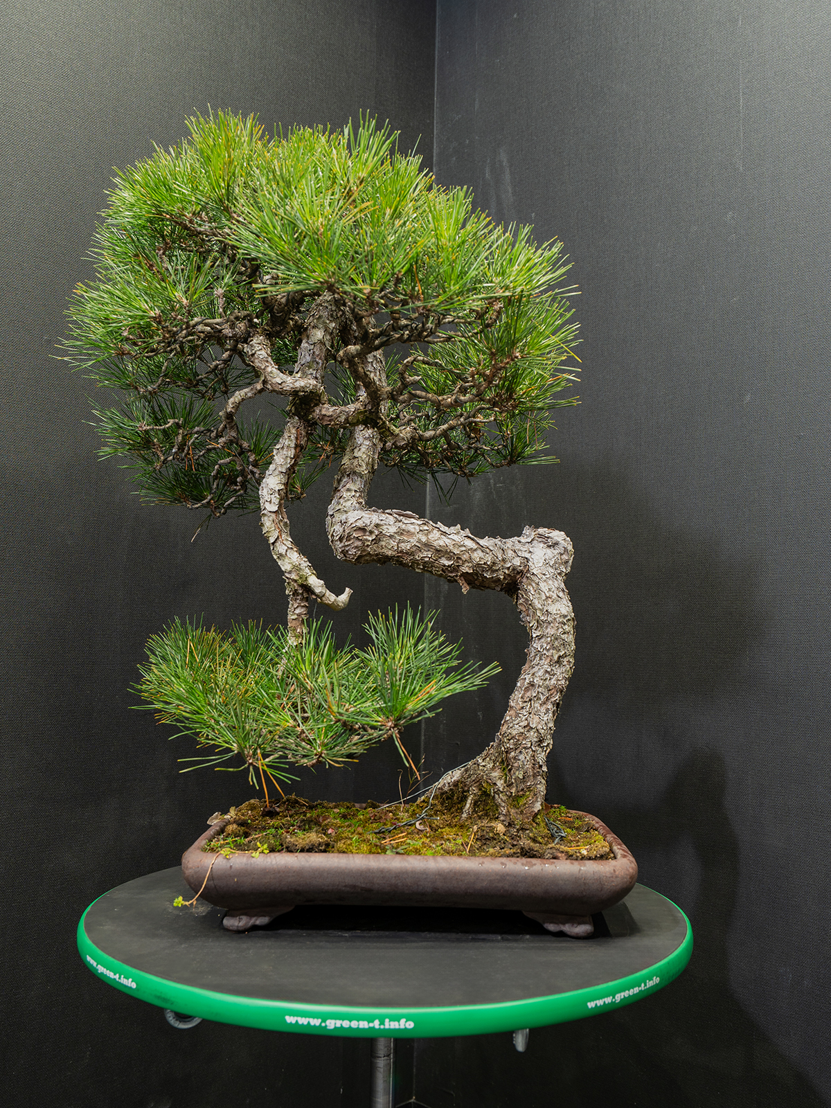 黒松(中) - 画像 (3)