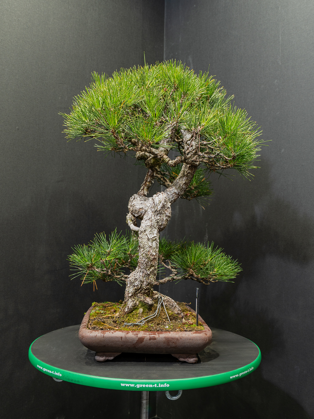 黒松(中) - 画像 (4)