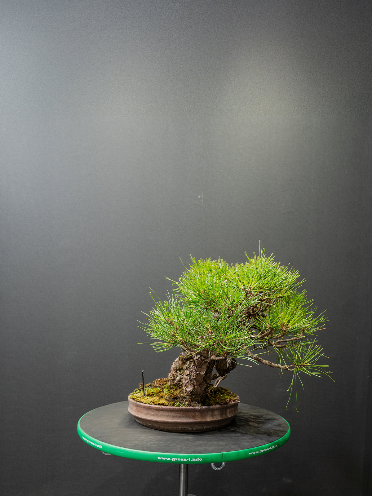 黒松(中) - 画像 (2)