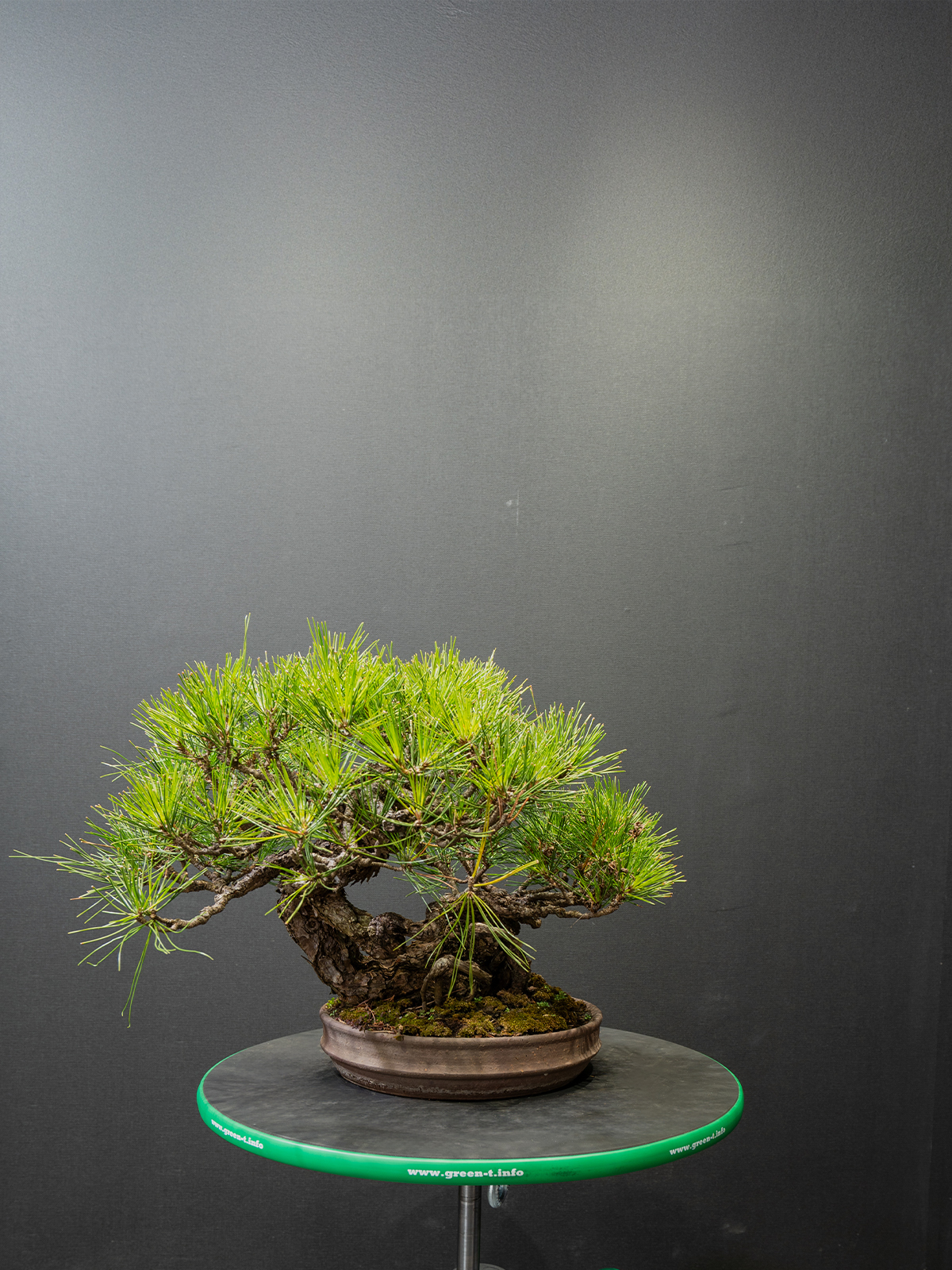 黒松(中) - 画像 (3)