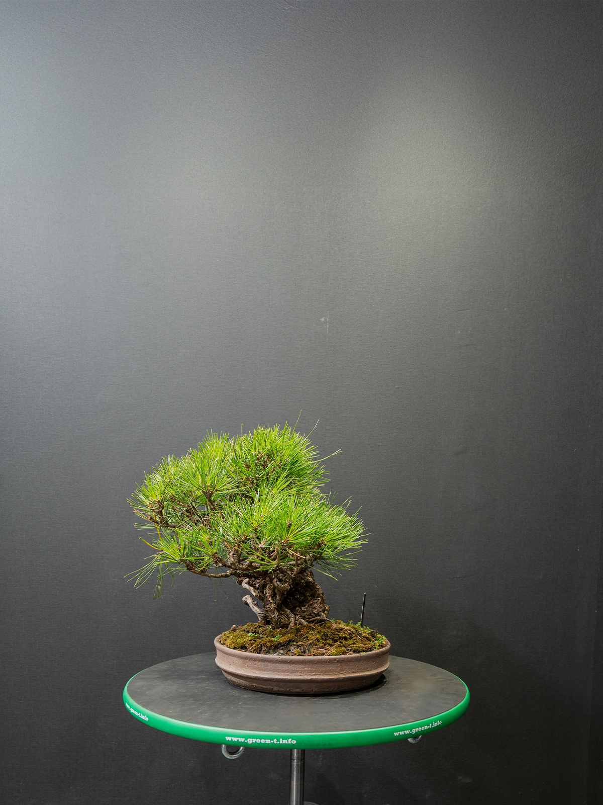 黒松(中) - 画像 (4)