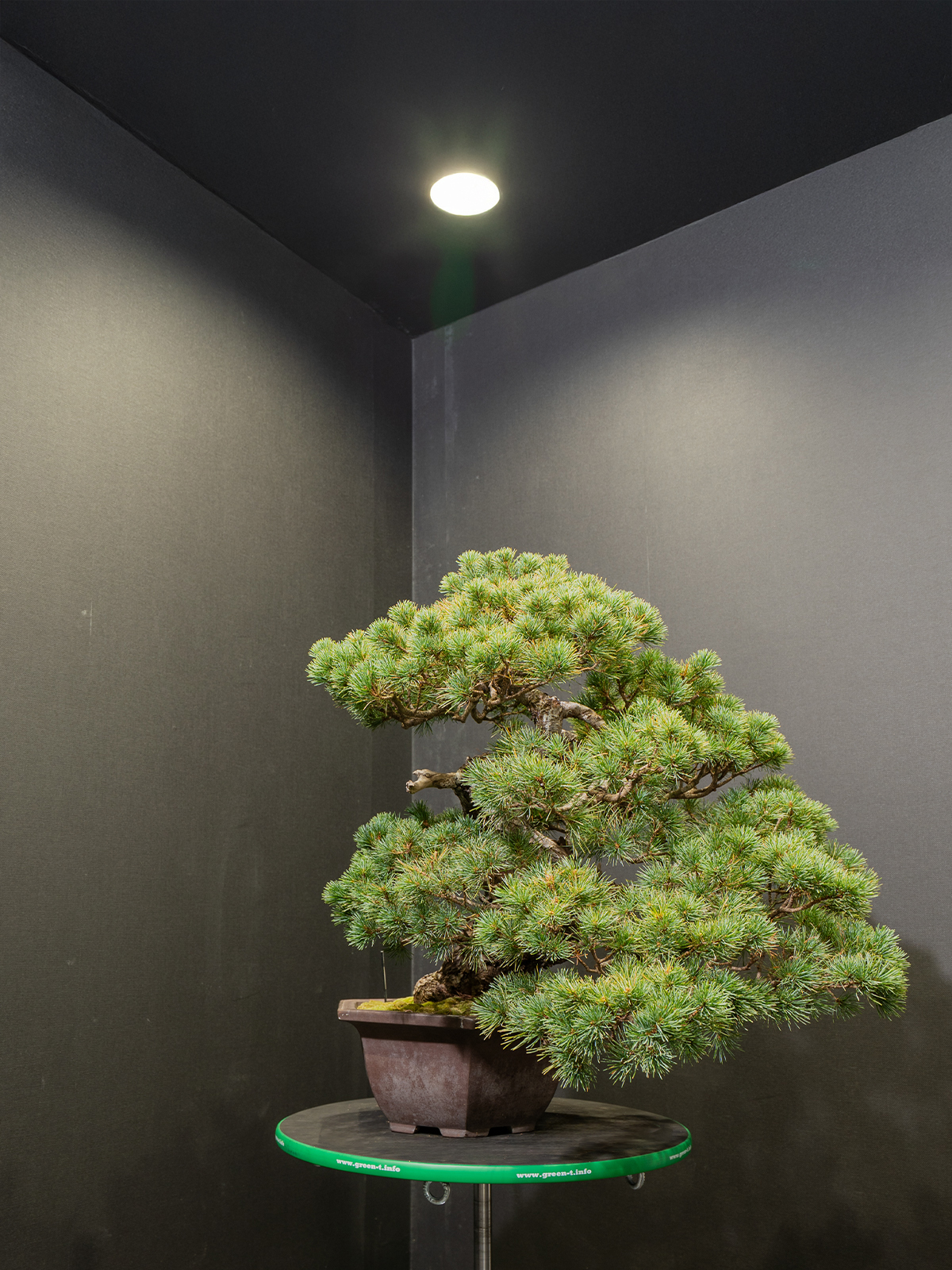 五葉松(大) - 画像 (2)