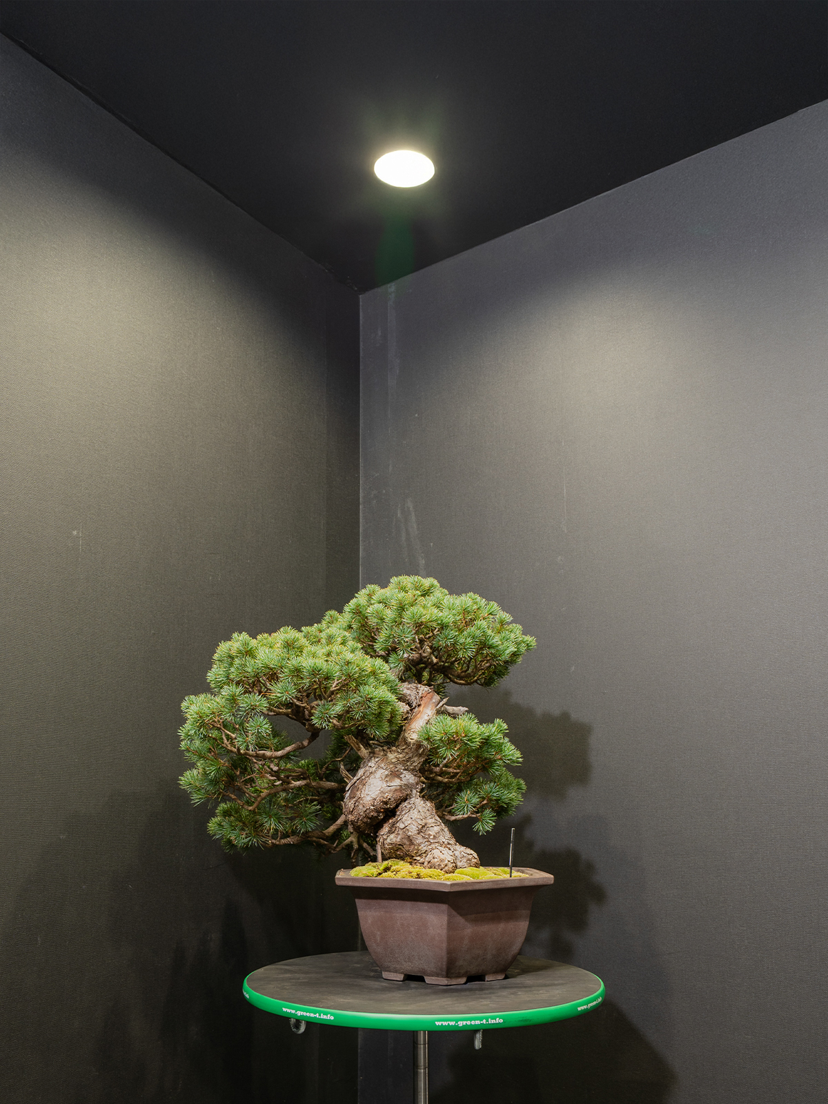 五葉松(大) - 画像 (4)