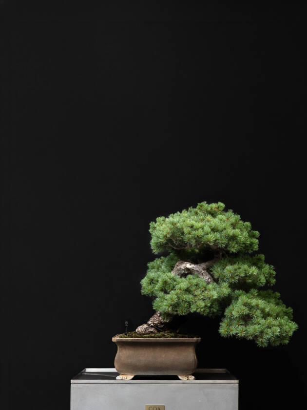 五葉松(大)