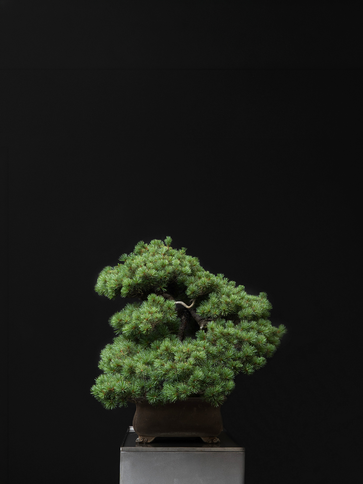 五葉松(大) - 画像 (2)