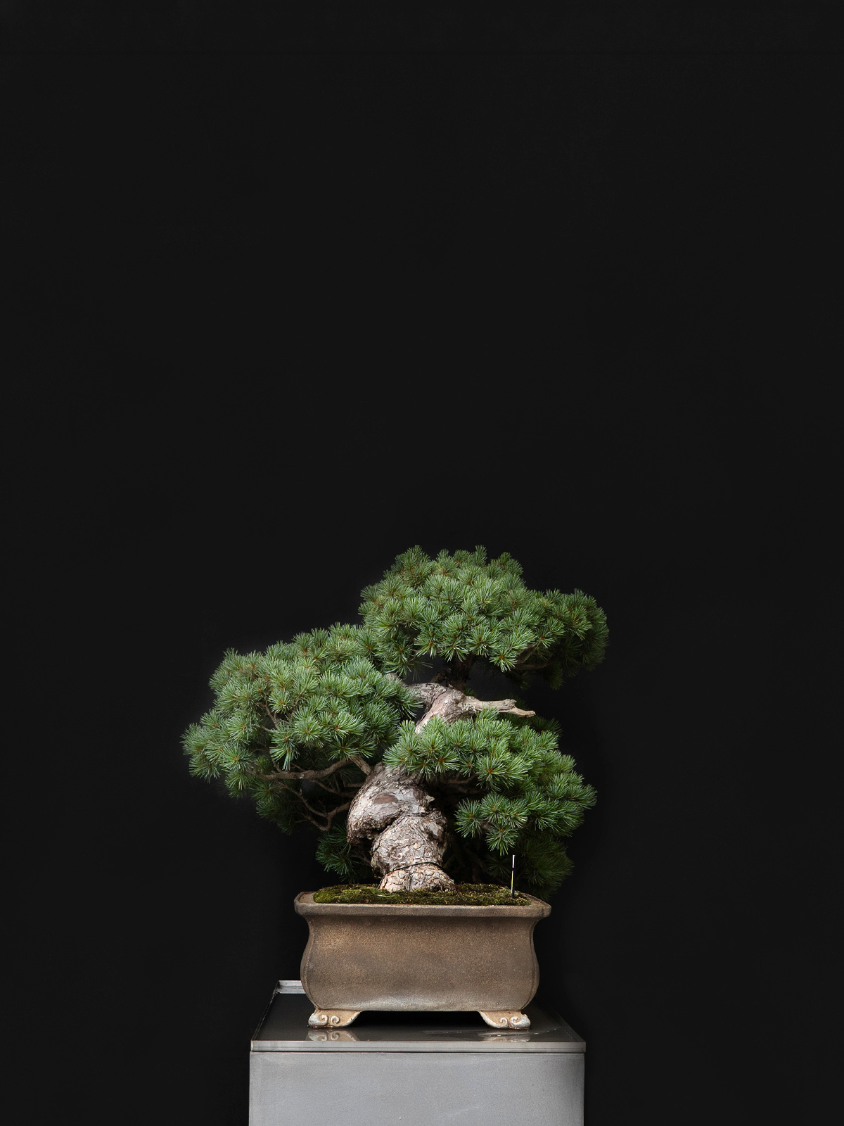 五葉松(大) - 画像 (4)