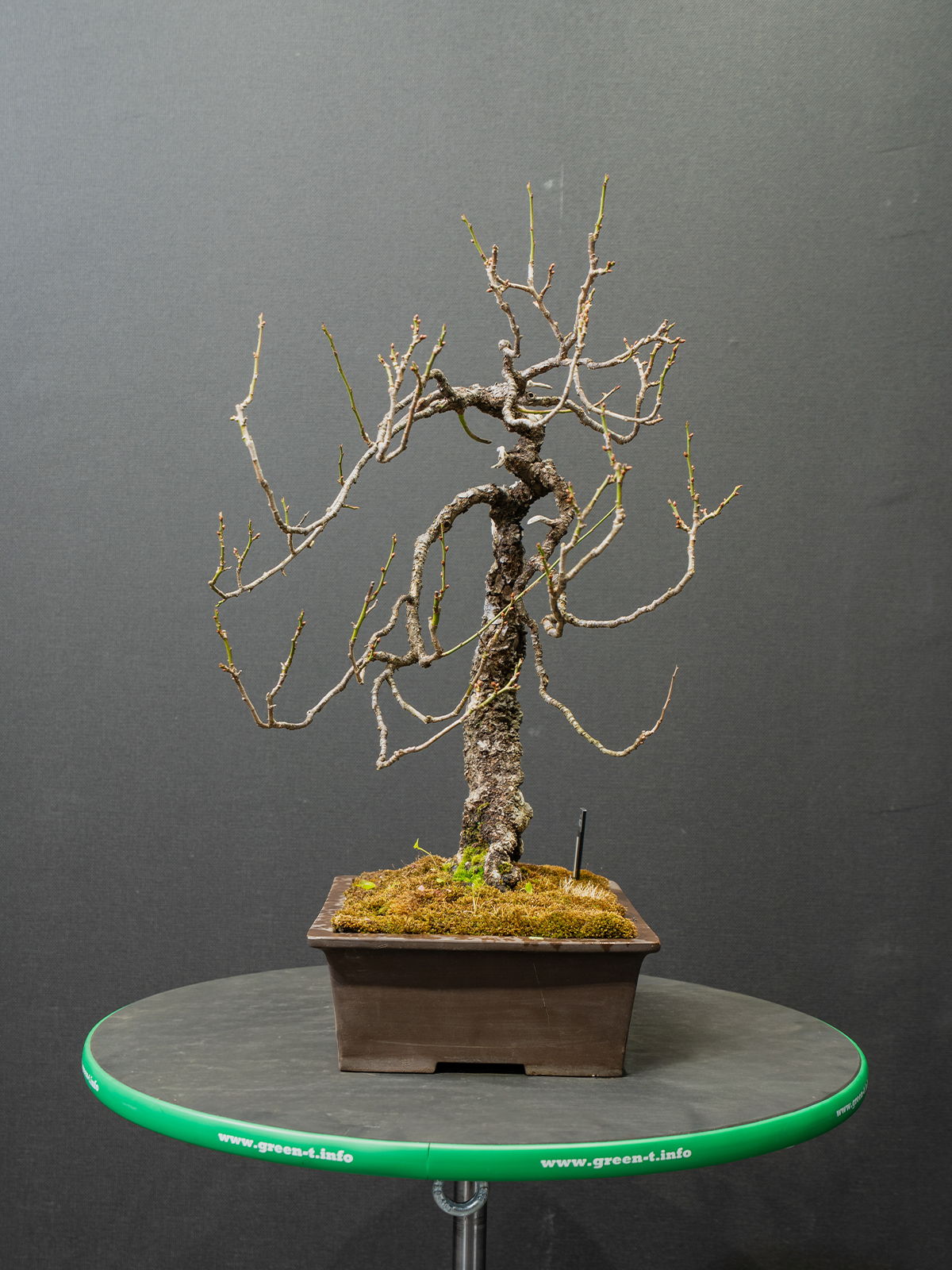 野梅(大) - 画像 (4)