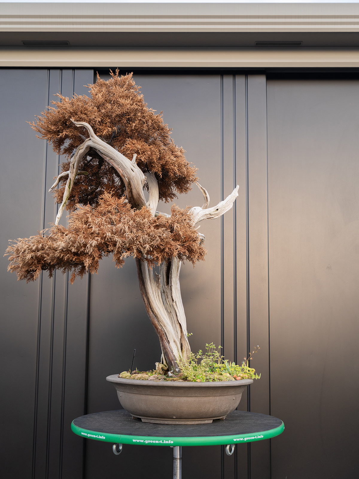 真柏(大) - 画像 (2)