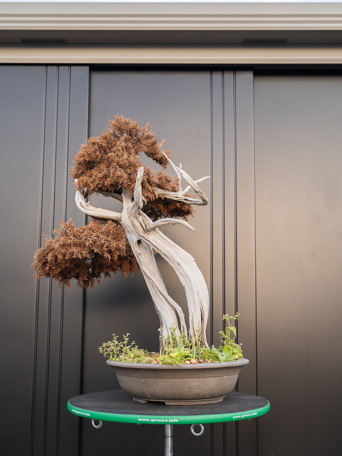 真柏(大) - 画像 (3)