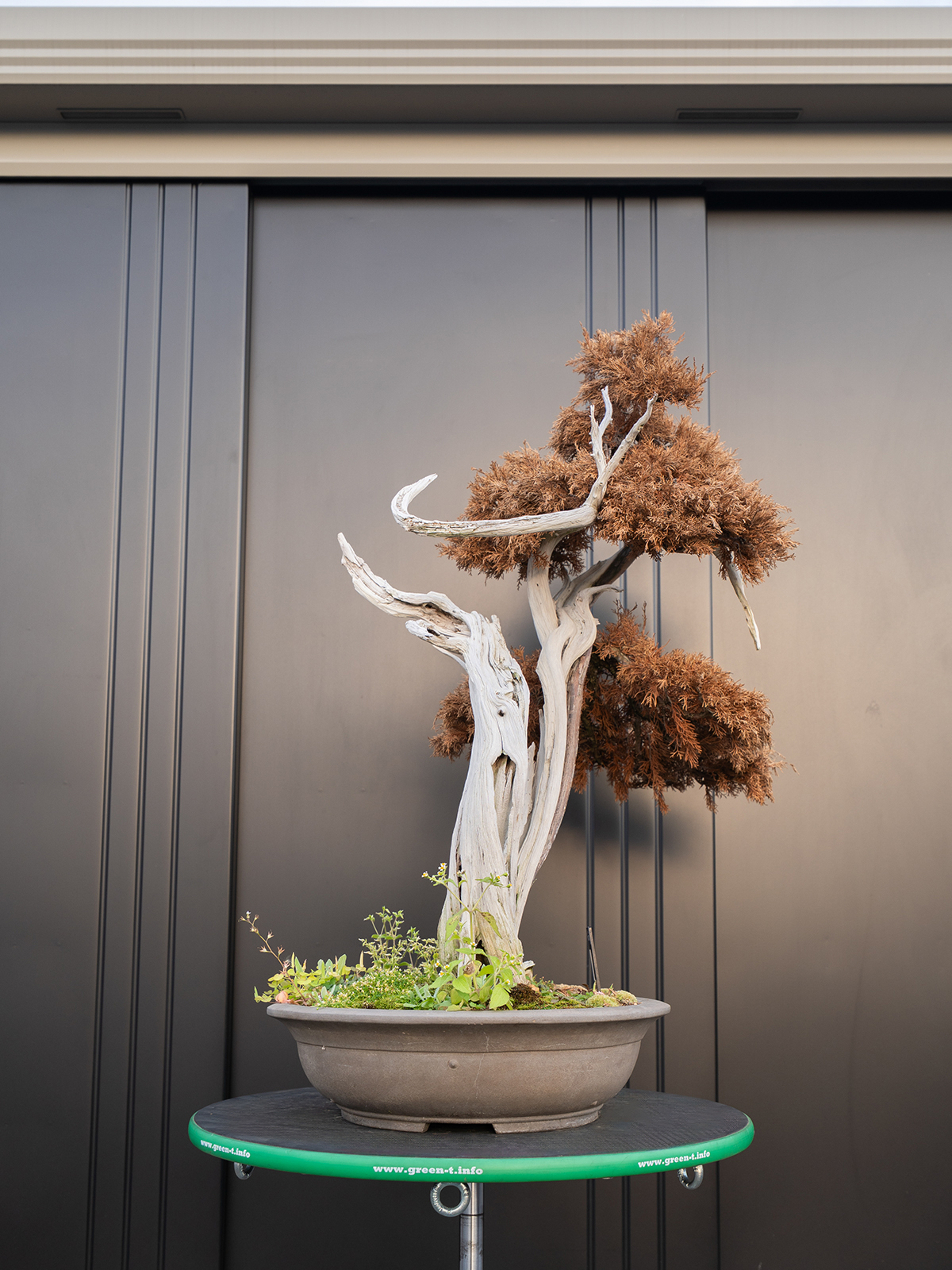 真柏(大) - 画像 (4)