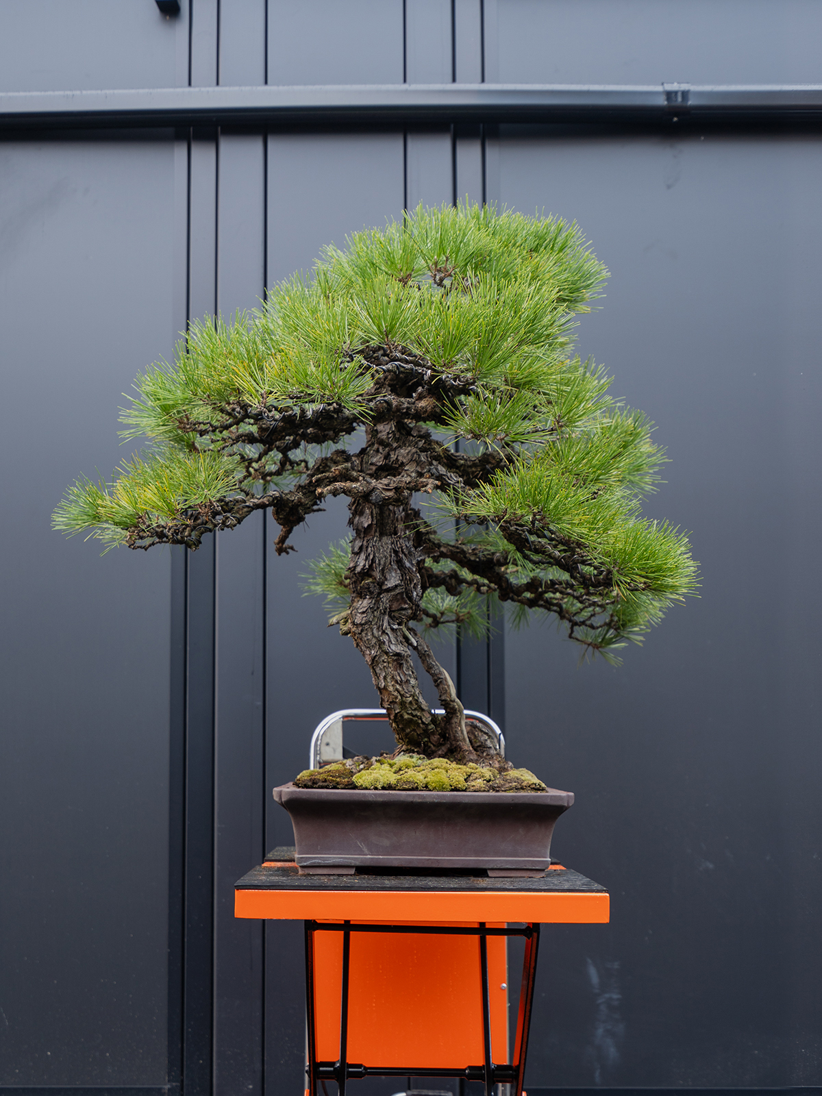 黒松(大) - 画像 (2)