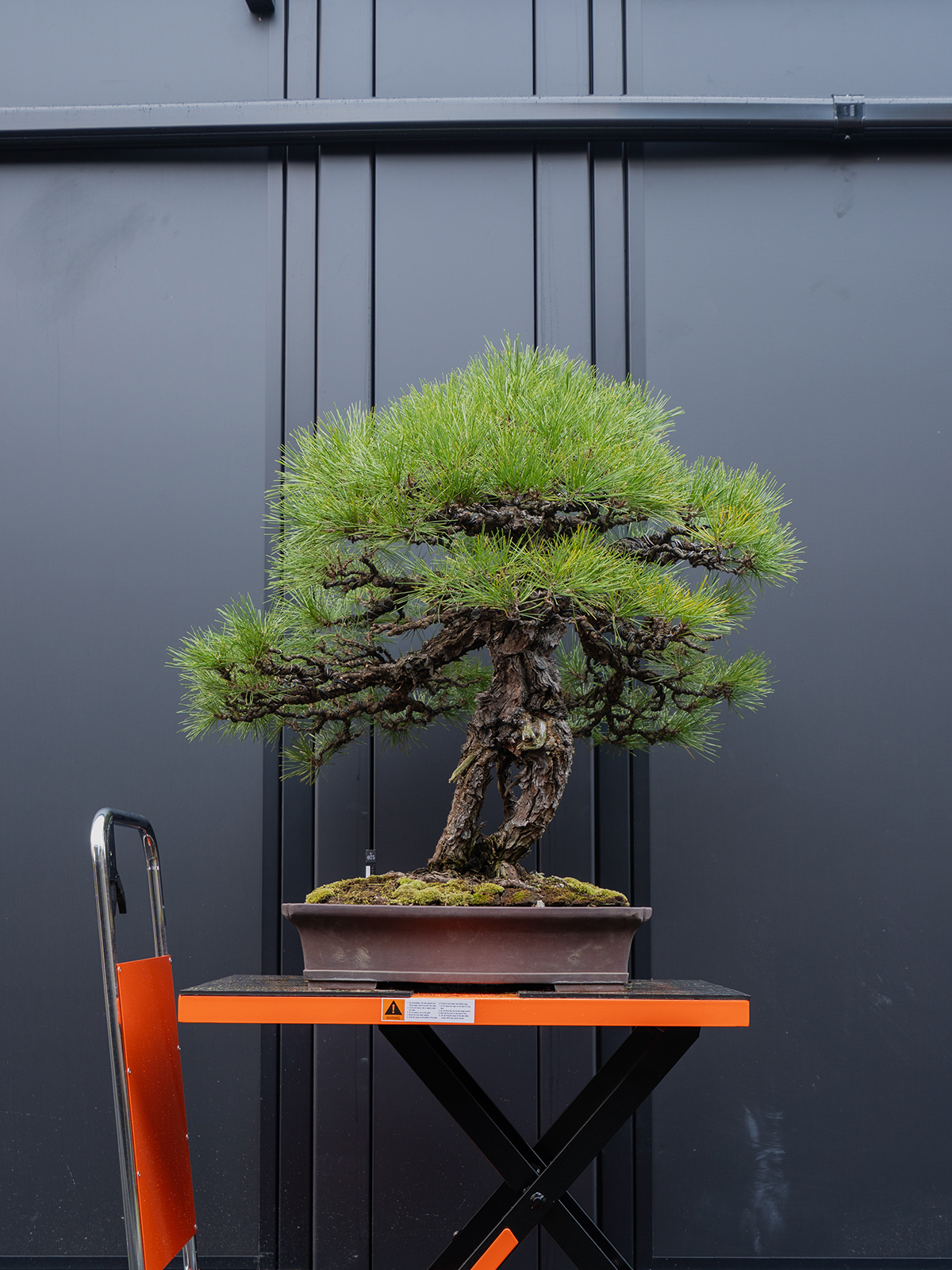 黒松(大) - 画像 (3)