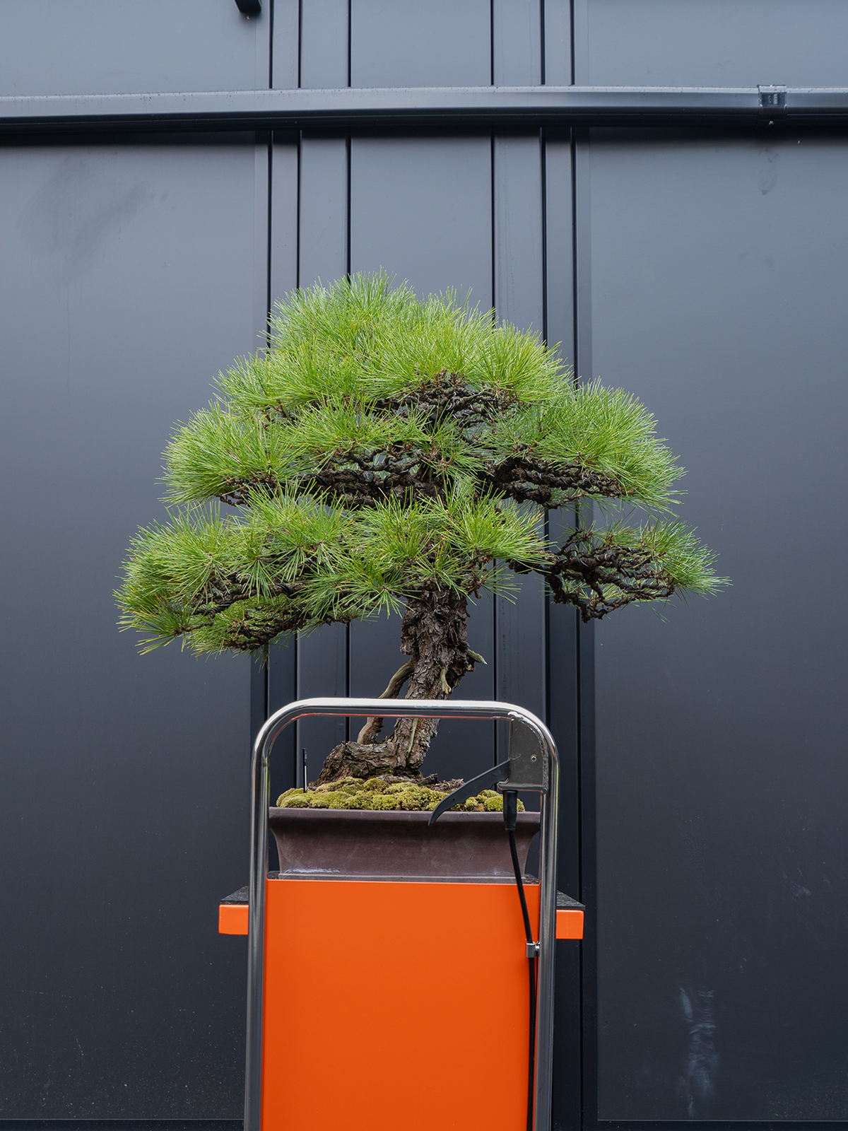 黒松(大) - 画像 (4)