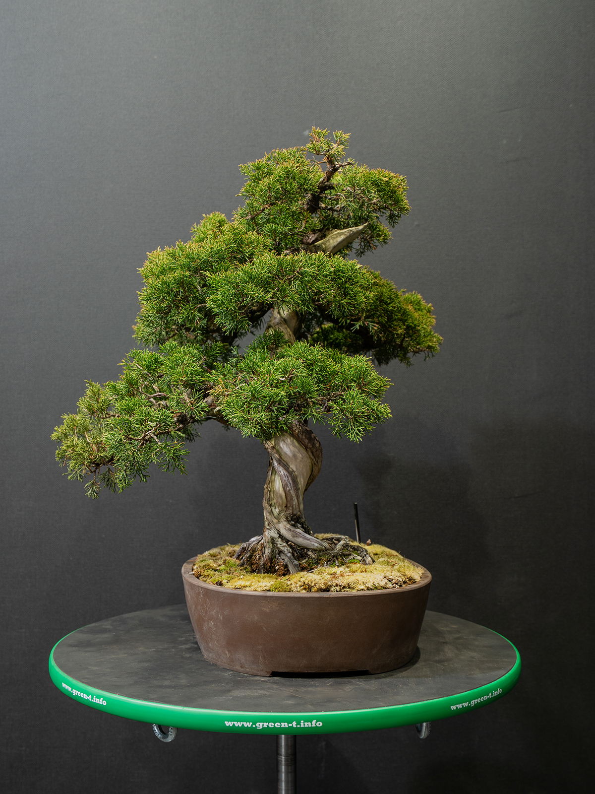 真柏(中) - 画像 (4)