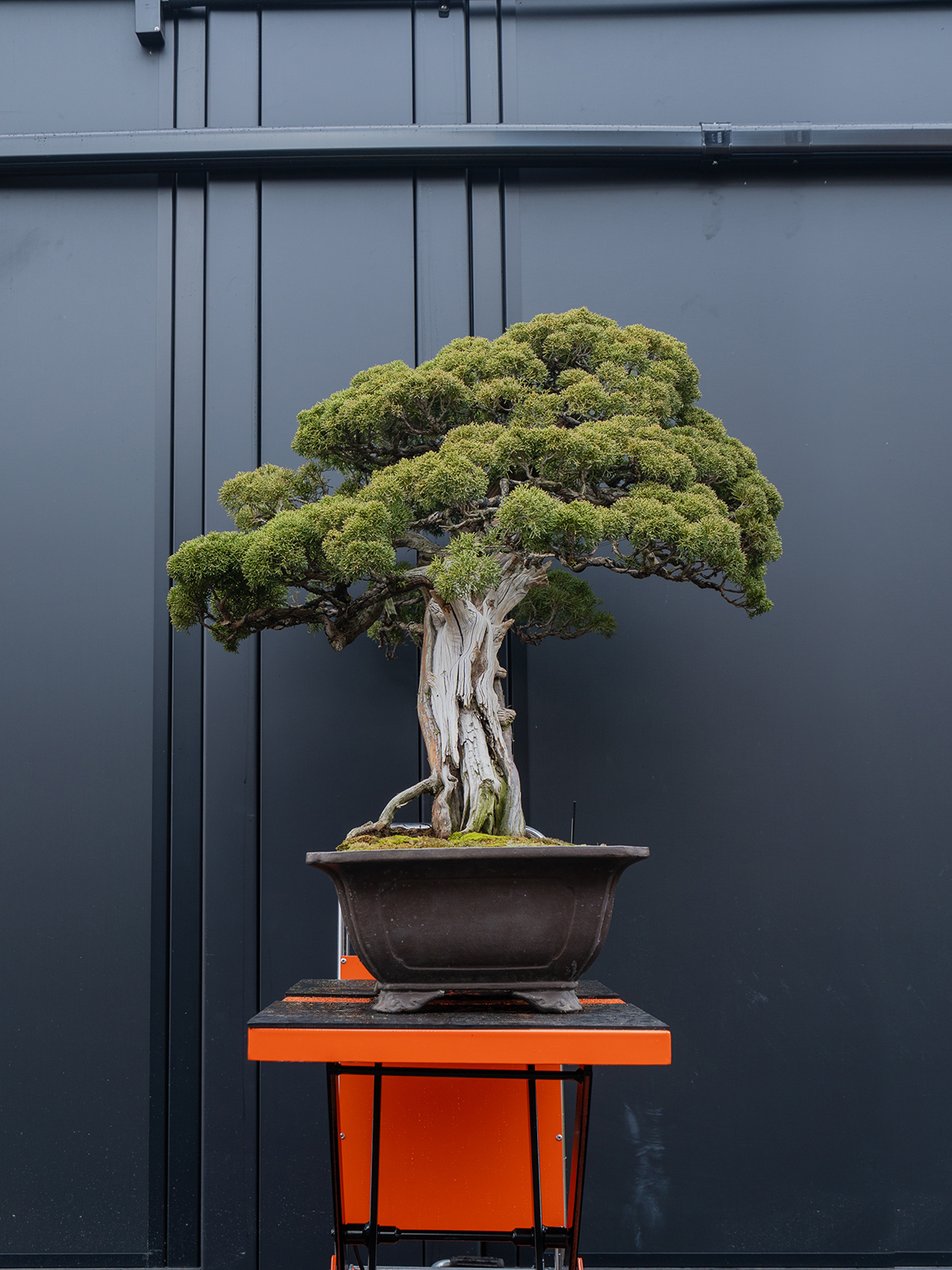 真柏(大) - 画像 (2)