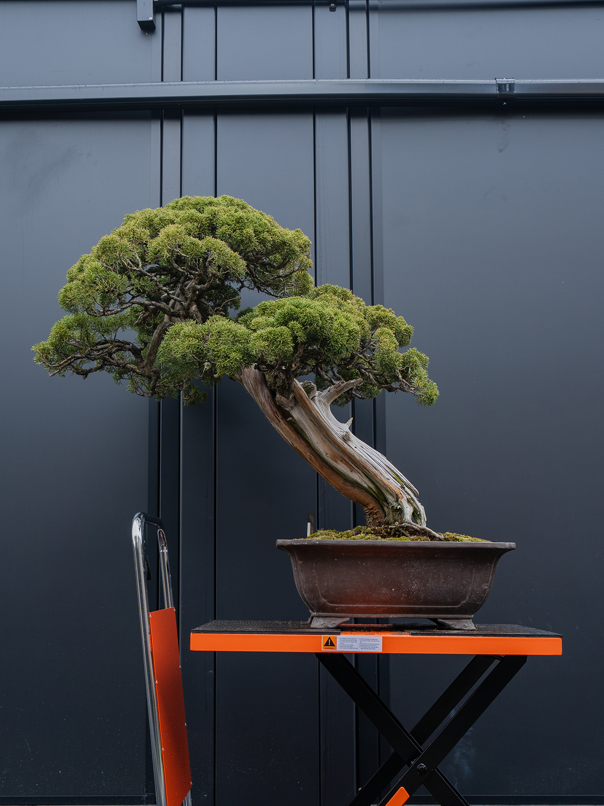 真柏(大) - 画像 (3)