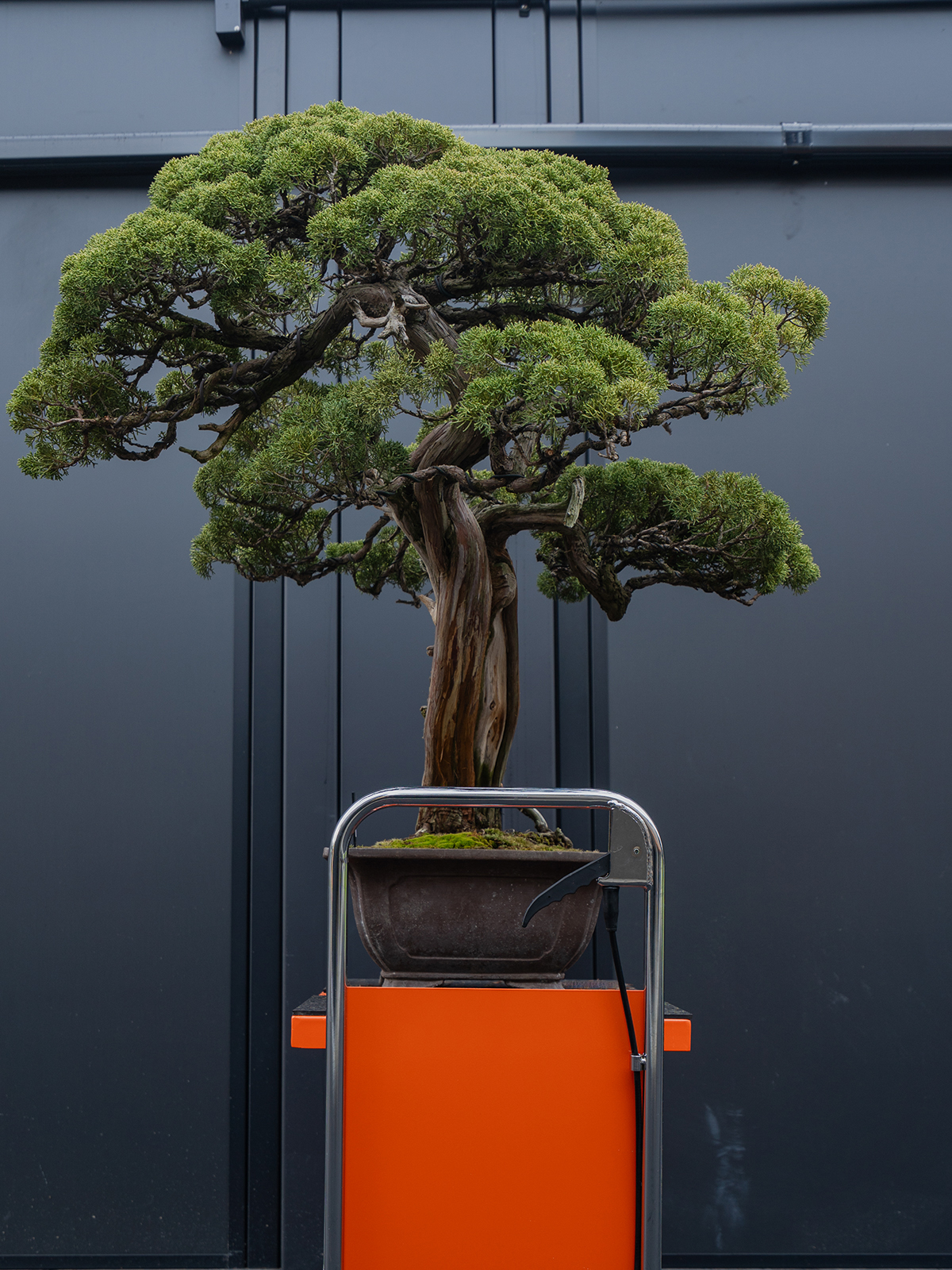 真柏(大) - 画像 (4)