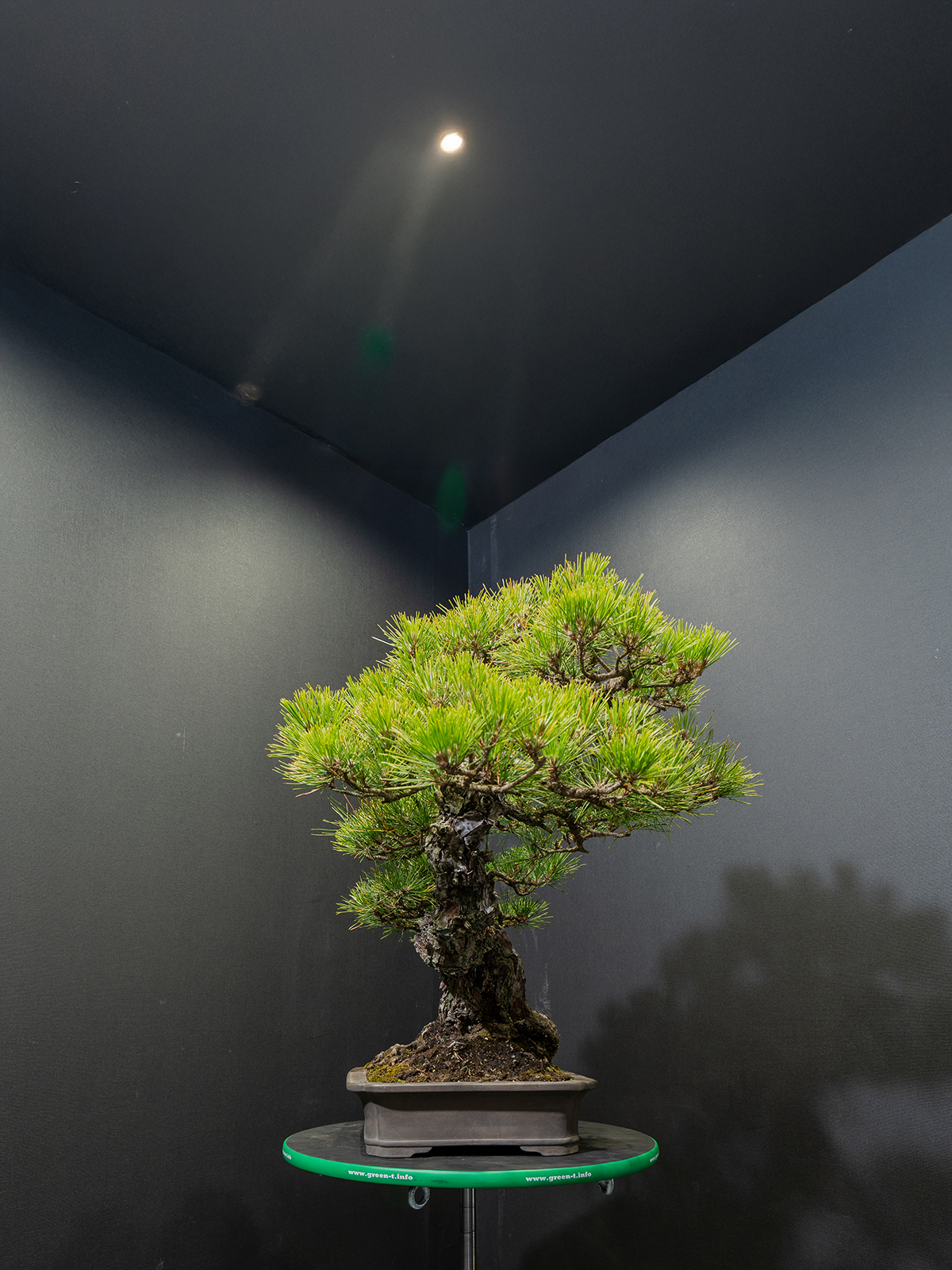 黒松(大) - 画像 (4)