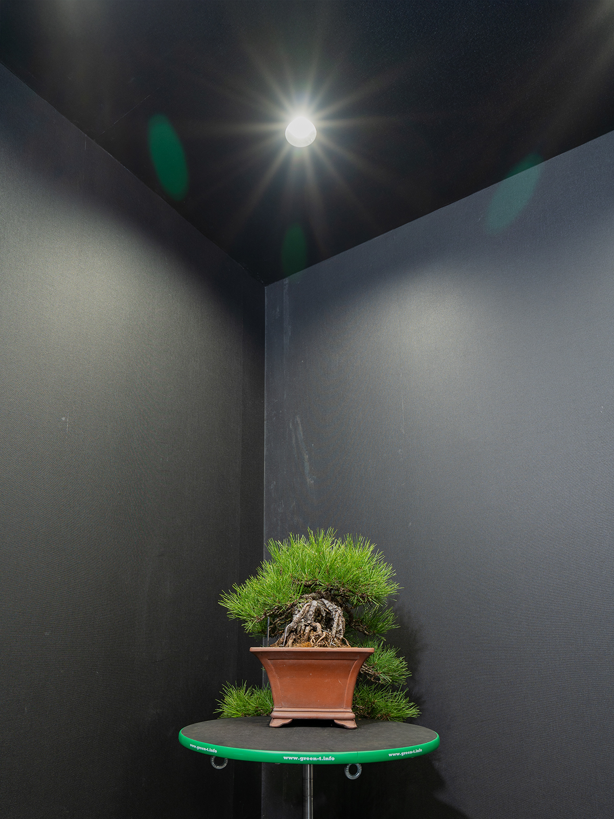 黒松(中) - 画像 (2)