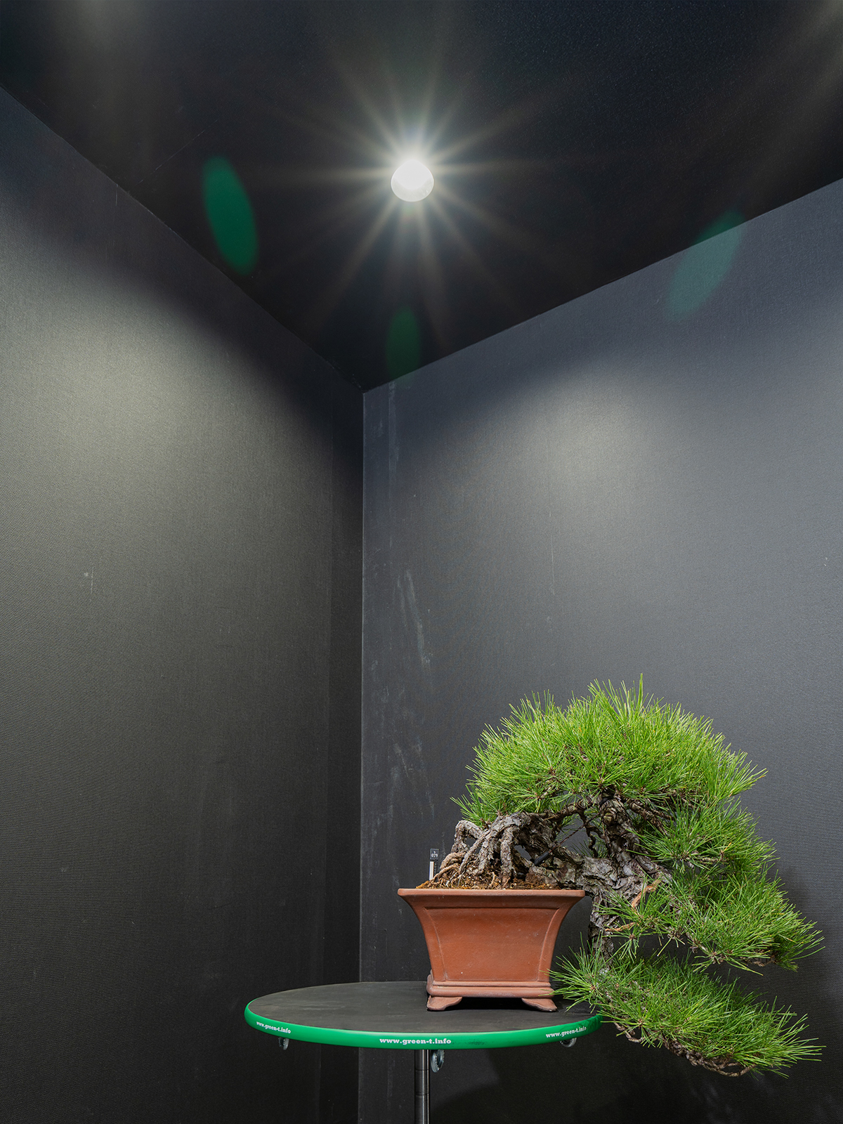 黒松(中) - 画像 (3)