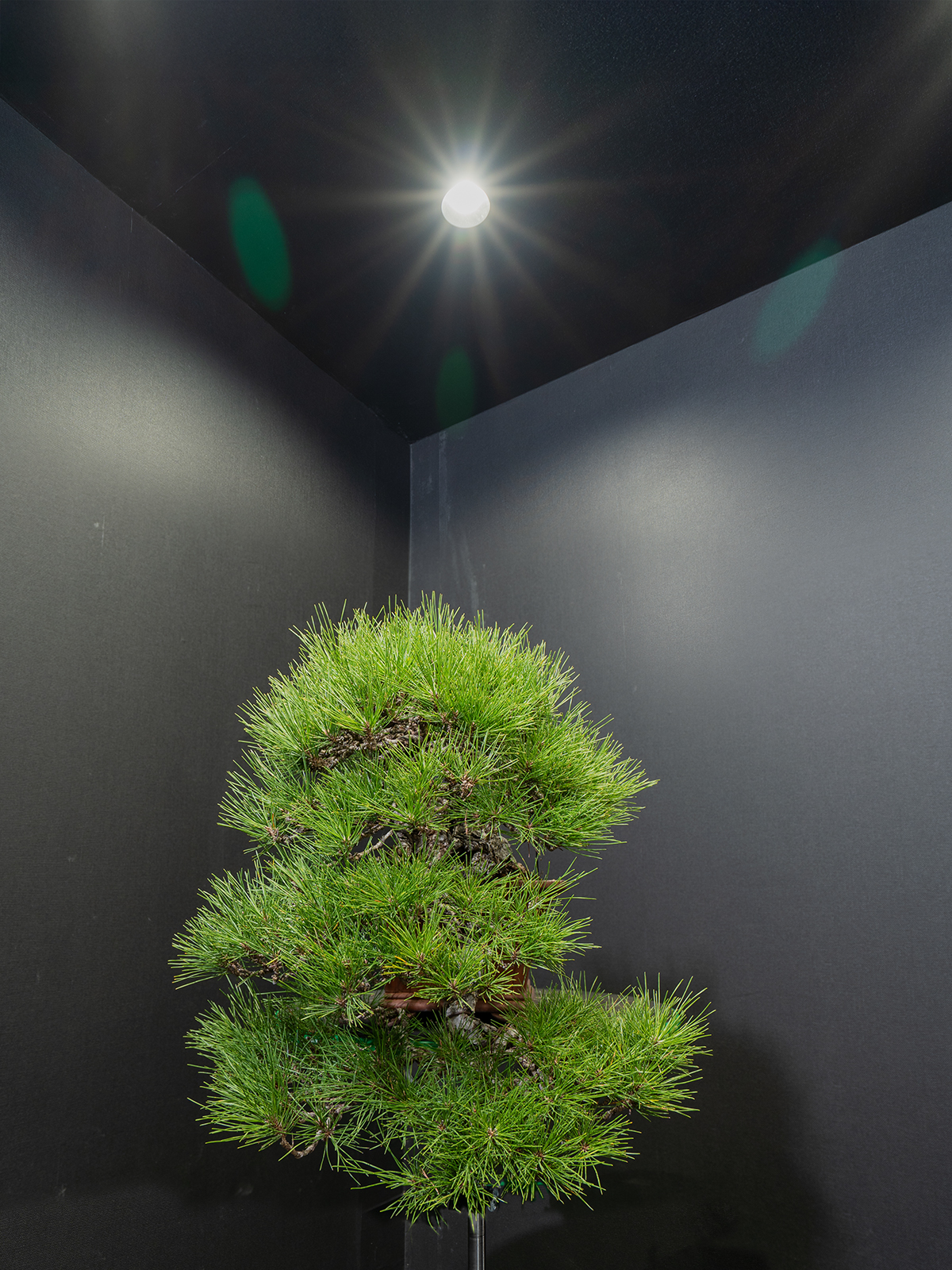 黒松(中) - 画像 (4)