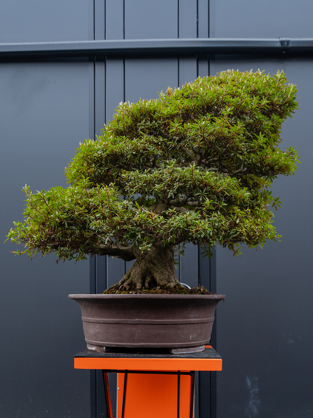 皐(特大) - 画像 (2)