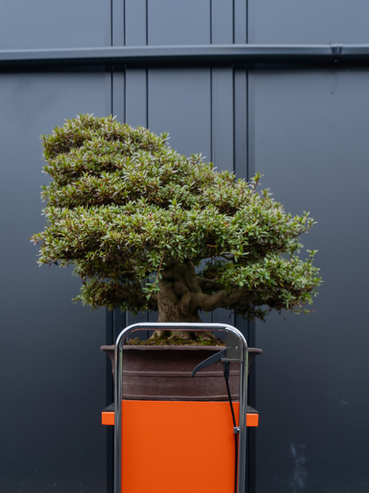 皐(特大) - 画像 (4)