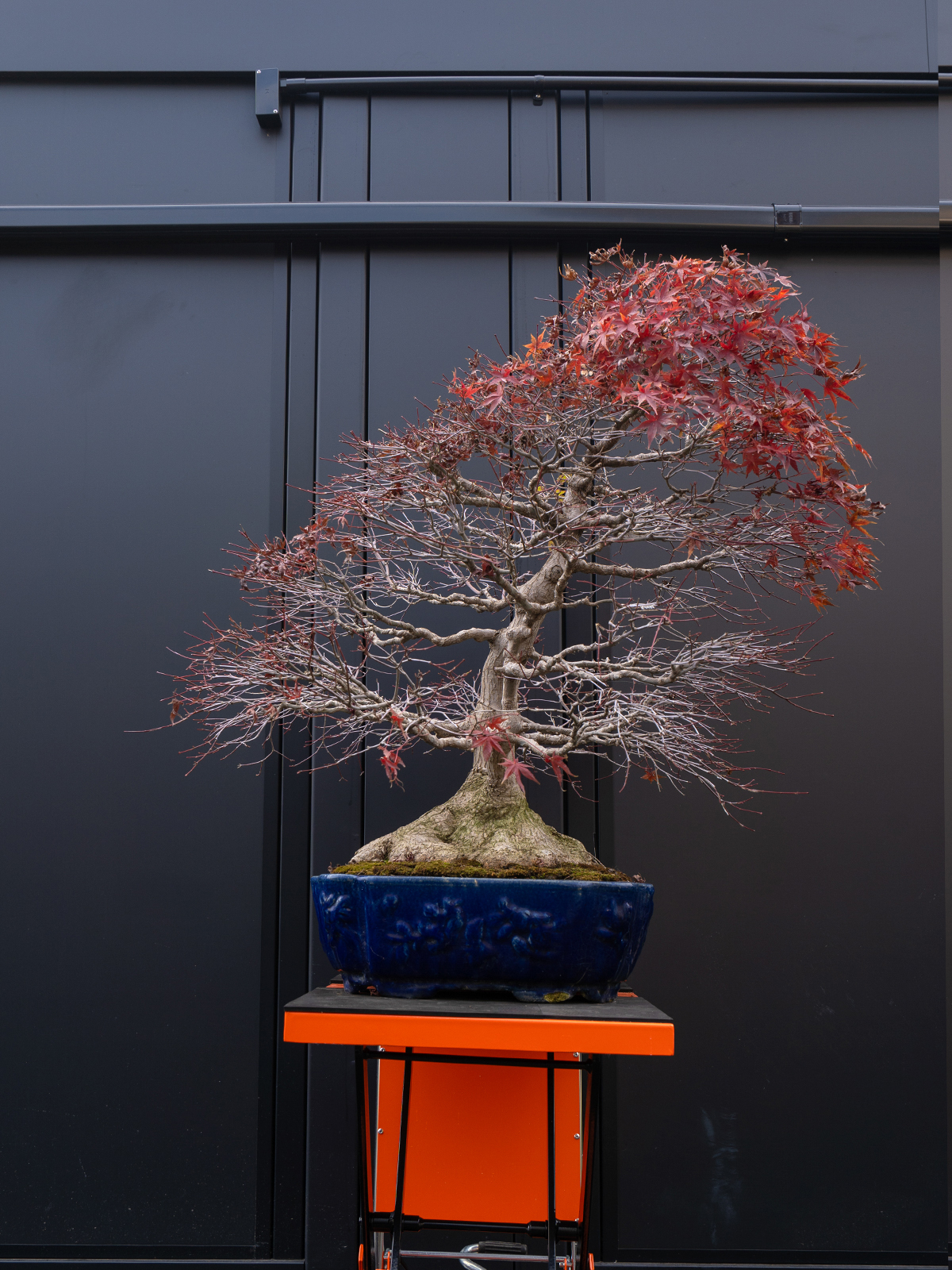 紅葉(特大) - 画像 (2)