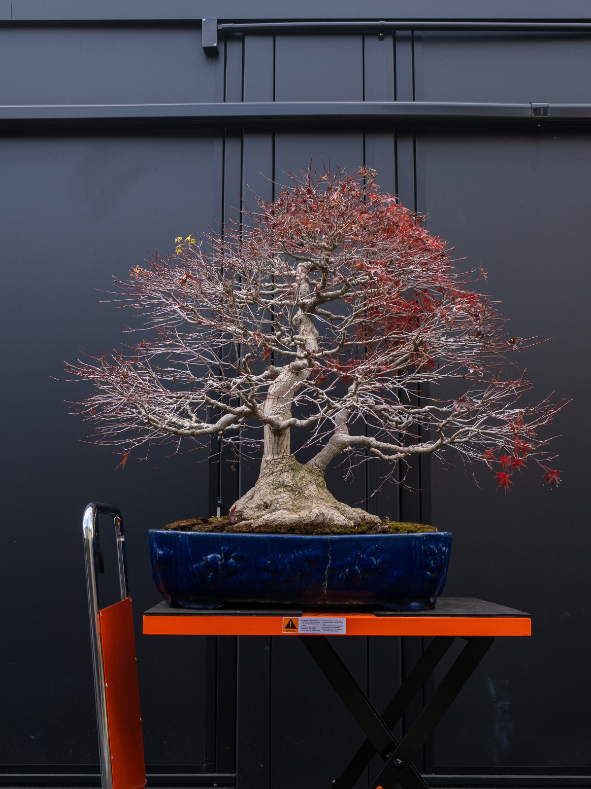 紅葉(特大) - 画像 (3)